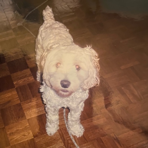 Hi, I’m Vee - Picture 1 of 1